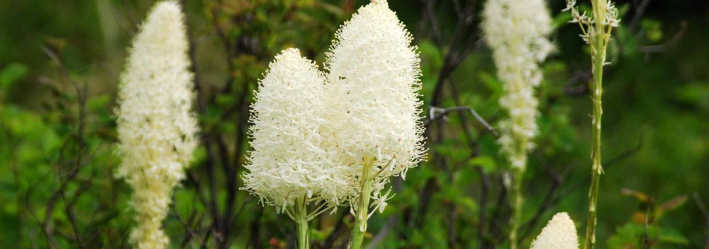 Bear grass flowers in Waterton