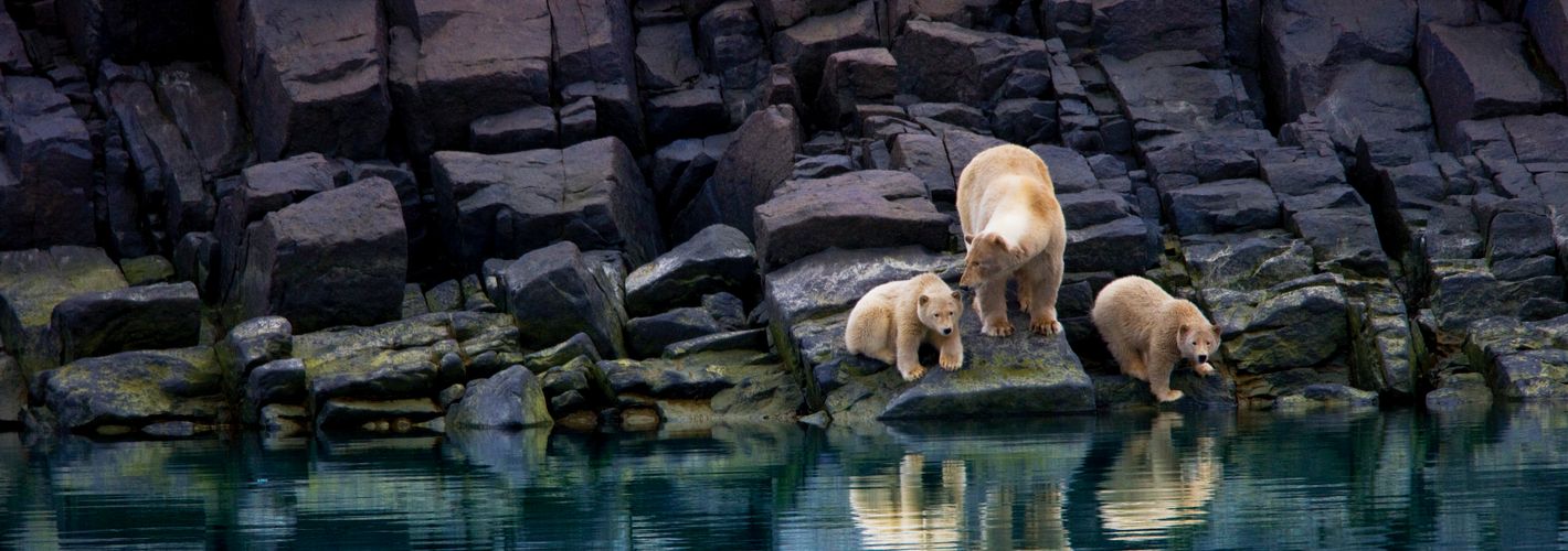 Without ice, a mother bear and cubs are stranded on a rocky shoreline. 