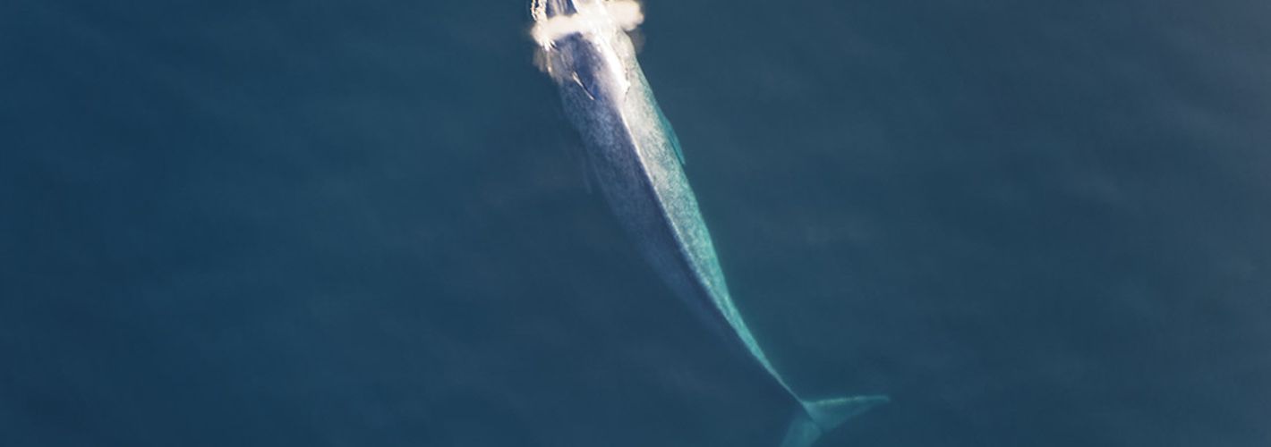 Photo of a Blue Whale Surfacing in the ocean