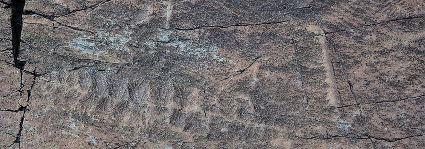 Rangeomorph Fossil, Mistaken Point