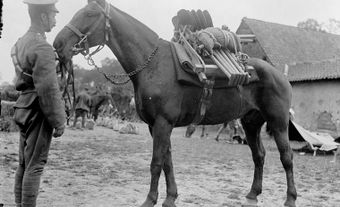 Cheval de bât