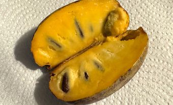 Fruit du pawpaw