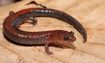 Salamandre cendrée, phénotype à dos rouge