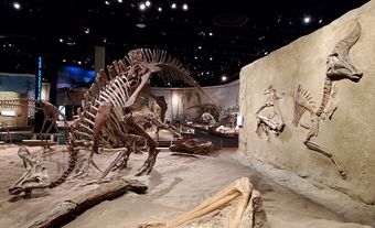 Squelettes de Lambeosaurus