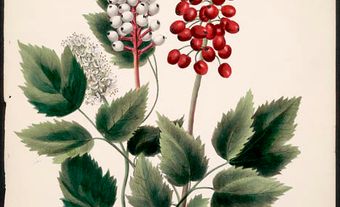 Actoea Alba & Rubra, Red and White Baneberry