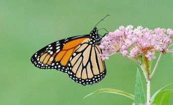 Conservation du monarque