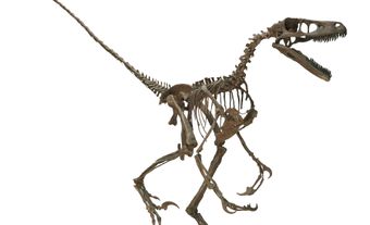 Saurornitholestes Skeleton