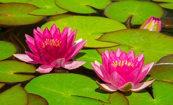 Water lilies with pink blossoms