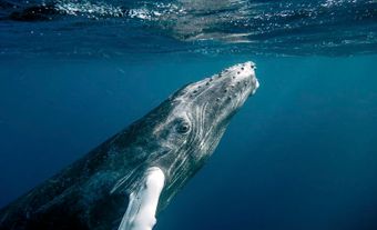 Humpback Whale