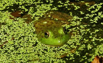 American bullfrogs require large bodies of water.