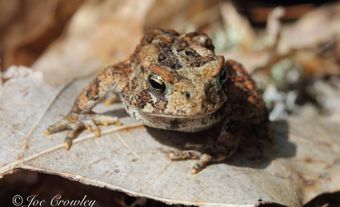 American toads are the most broadly distributed toad species on the continent.
