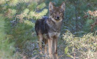 Sleek wolf among some shrubbery.