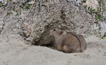 Brown lemming at the opening of a burrow.