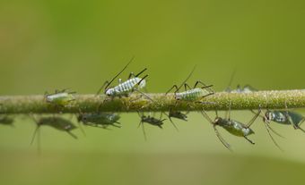 Aphids are small soft-bodied insects that suck plant sap. They are very often green in colour, but may be yellow, pink, red, blue, purple, brown, or black.