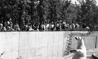 Polar bear in enclosure.
