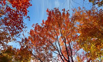 Variable colours on a forest’s canopy.