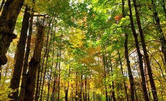 Forest aglow with light streaming through golden leaves.