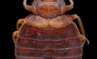 Bedbugs are small, wingless insects that cannot fly or jump.