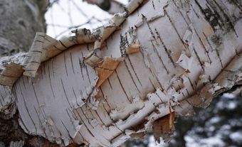 Écorce blanche qui s'exfolie d'un bouleau blanc.