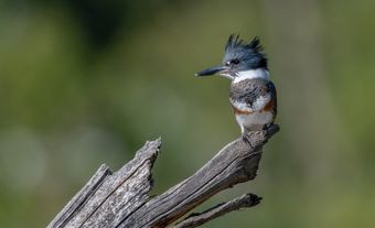 Blue, white and red bird with large crest.