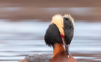 Grèbe dans l’eau.