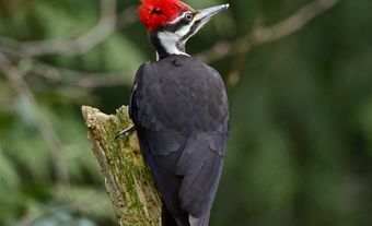 Black and white bird with bright red crest.