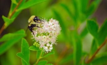 Abeille pollinisant un bleuet sauvage