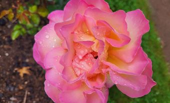 Rose de couleur rose.