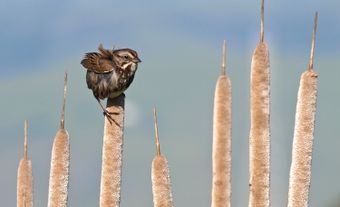 Small bird perches on some cattails.