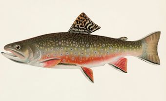 Illustration of a brook trout.