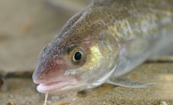 Head of an Atlantic cod fish.