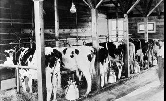 Dairy cows and dairy equipment
