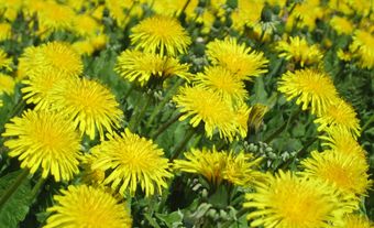 Un champ de fleurs jaune vif.