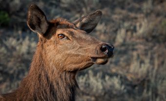Close-up of female elk.