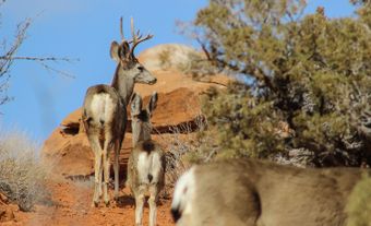 Herd of mule deer.