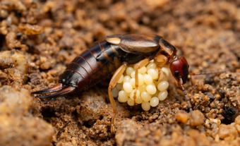 Un perce-oreille enroulé autour d’une grappe d’œufs.