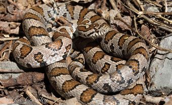 Serpent tacheté sur le sol de jour.