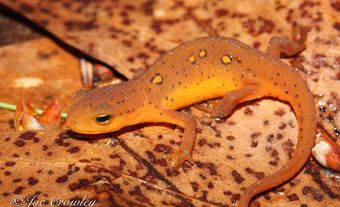 Small newt on dead, fallen leaves.