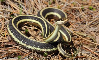 A dark snake with yellowish-white stripes that is partially coiled and rearing up. It is on the ground among pine needles during the day.
