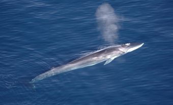 Aerial shot of fin whale.