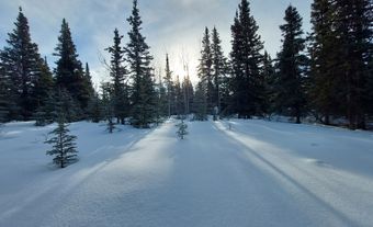 La lumière du soleil traverse les épinettes en hiver.