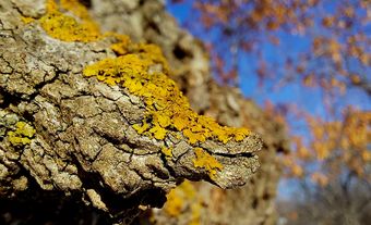 Yellow lichen growing on a tree.