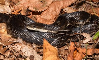 Dark snake on leaf litter.