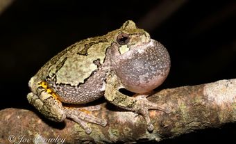 Gray treefrogs have one of the loudest calls of any North American frog.