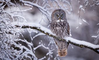 Great grey owl perched on snowy branch.
