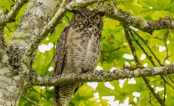 Owl in a tree.