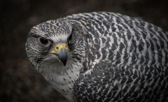 Gros plan d’un faucon gerfaut blanc gris.