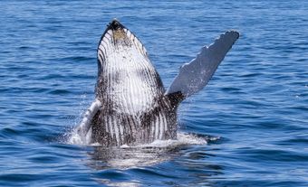 Whale jumping.