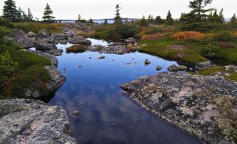 Rocky and shrubby landscape with a few spruce trees and a small wetland.