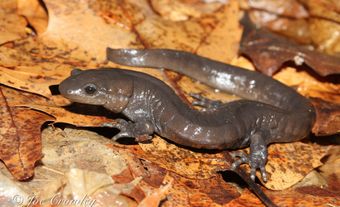 La salamandre de Jefferson est de couleur gris foncé à gris brunâtre, avec des marbrures gris-bleu clair ou argenté sur les membres, le bas des côtés et la queue.
